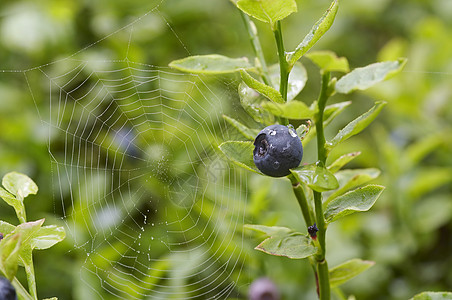 蓝莓灌木和蜘蛛网图片