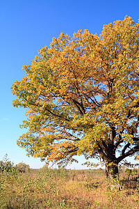 秋天场黄色橡树蓝色人行道树干橙子金子橡木草地衬套树木植物图片
