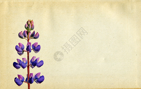 条件背景花瓣帆布纸板框架莎草羊皮纸紫色扫描风化手稿图片