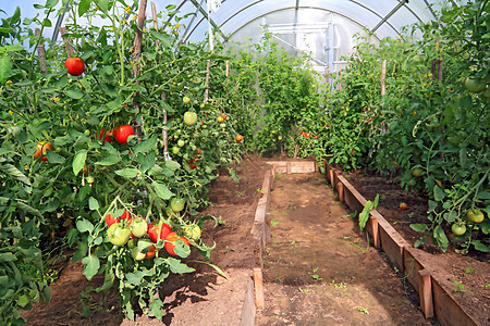 塑料温室中的红西红番茄栽培文化苗圃进步蔬菜植物学幼苗花园生长水果图片