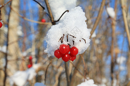 雪莓娘箭木白色的高清图片