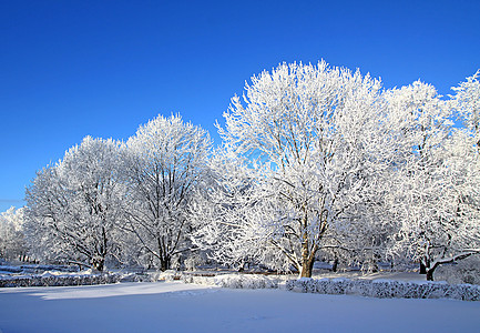 雪树下积雪雪橇天空太阳季节气候地平线蓝色森林仙境全景图片