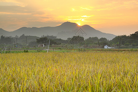 高于农田的黄金日落风景干草收获戏剧性场地农家爬坡天空农村稻草图片