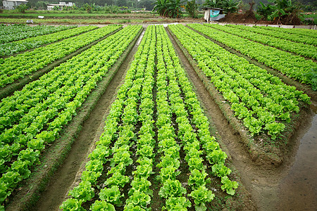 耕地农家食物国家种植园谷仓植物土豆花园土地农场图片
