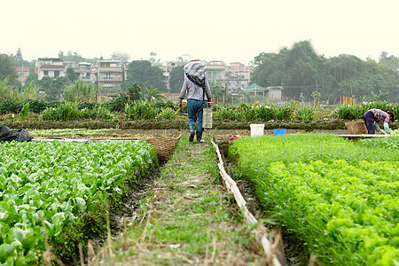 在耕地耕种的农民生产蓝色生长植物农场男性食物场地天空稻草图片