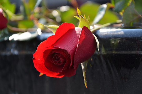 红玫瑰纪念日庆典花瓣花束热情园艺假期脆弱性展示植物图片