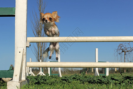 跳跃的吉娃娃运动白色动物竞赛宠物犬类训练闲暇棕色伴侣图片