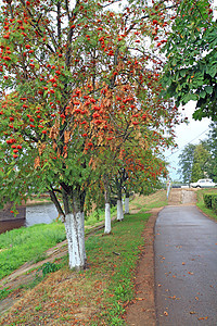 城市公园中的草莓树草本楼梯叶子红色公园植物树叶植物群沥青橙子图片