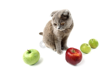 猫苹果头发好奇心柔软度尾巴折叠猫科动物毛皮哺乳动物食物小猫图片