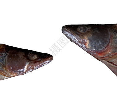 霸王鱼头与世隔绝的鱼头背景