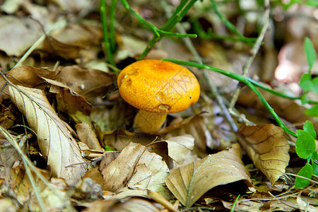 小黄蘑菇图片
