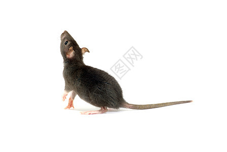 大鼠害虫尾巴鼻子灰色白色毛皮哺乳动物宠物头发老鼠图片
