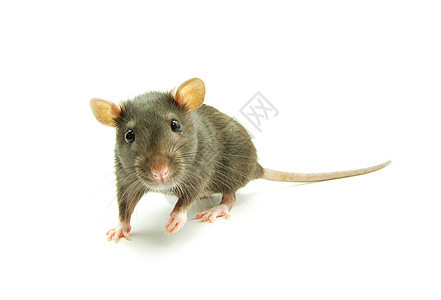 大鼠毛皮老鼠晶须哺乳动物爪子尾巴耳朵害虫白色宠物图片