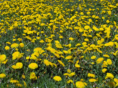 草上花朵绿色土地种子水平生长地平线太阳雏菊草地阳光图片
