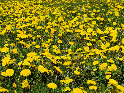 草上花朵太阳城市种子地平线雏菊绿色乡村植物水平草地图片