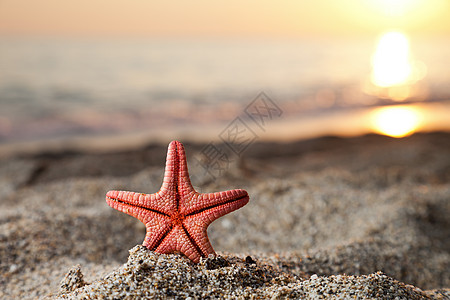 海沙滩上的海星支撑地平线海滩海洋海景海岸线海浪风景贝壳旅游图片