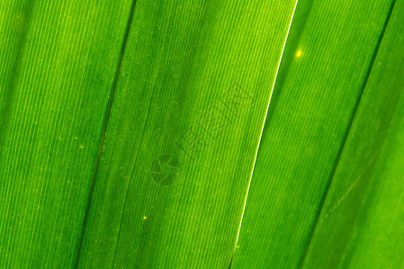 绿色休假季节棕榈植物群墙纸静脉动脉植物学细胞色调叶子图片