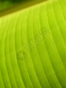 绿叶叶骨骼森林植物学棕榈对角线季节植物叶子纤维墙纸图片