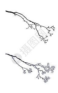 白色背景的树枝背影轮廓橡木农村乡村荒野草图绘画气候卡通片创造力季节图片