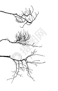 白色背景的树枝背影轮廓荒野草图季节环境绘画卡通片森林艺术品气候橡木图片