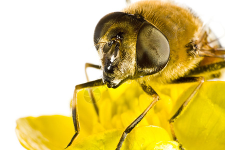蜜蜂与花黄花的蜜蜂紧紧贴近动物天线翅膀生物昆虫双翅目头发黄色宏观背景