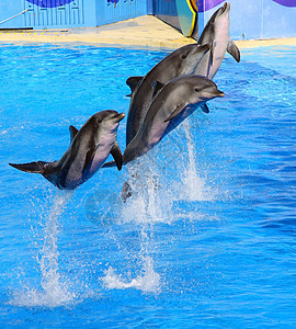 海豚从蓝水中跳高图片