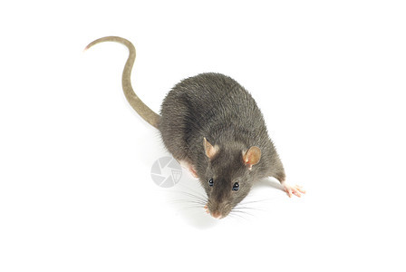 大鼠爪子晶须害虫哺乳动物宠物白色鼻子毛皮老鼠耳朵图片