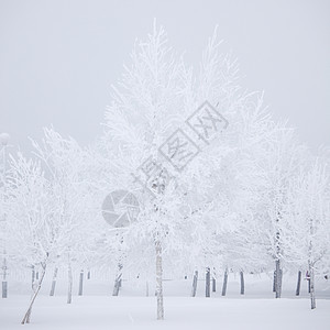 冬冬树假期寒意荒野冻结风景天空季节雪花蓝色木头图片