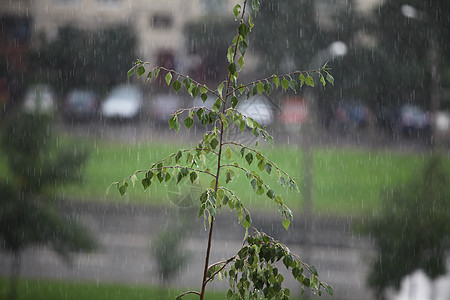 雨暴雨倒台粪便树木液体倾盆大雨灌木灰色季风叶子图片