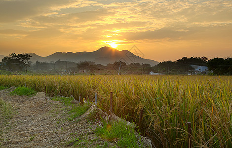 高于农田的黄金日落收获粮食戏剧性收成土地草原天空稻草爬坡农场图片