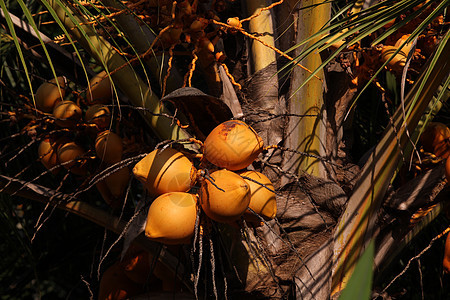 椰子王异国营养情调坚果椰子水果植物农场生长棕榈图片