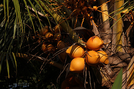 椰子王叶子坚果花园热带蔬菜情调营养农场食物棕榈图片
