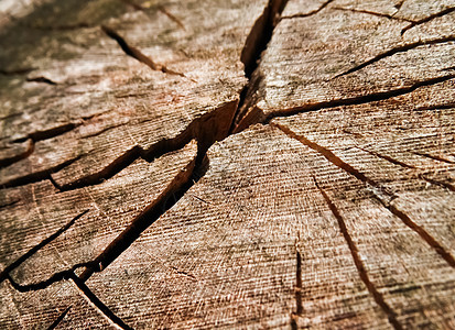 旧干枯木质曲线棕色宏观裂缝树木同心木头材料树干树桩图片