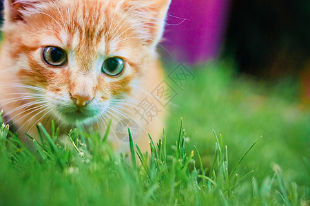 小猫小猫正在猎食青草猫科动物晶须猫咪公园伏击眼睛毛皮场地游戏图片