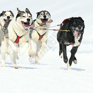 运动狗犬类杯子团队会议马具运输宠物雪橇速度竞赛图片