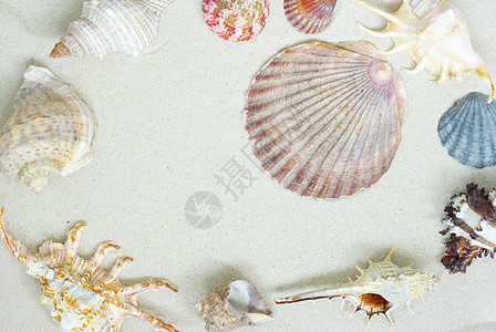 贝壳作品旅行星星季节支撑旅游收藏海星纪念品框架背景图片
