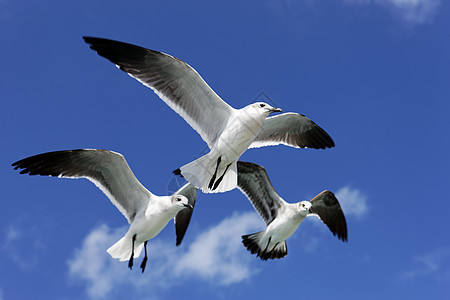 海鸥自由海鸟海洋海岸钓鱼荒野地平线天空翅膀晴天图片