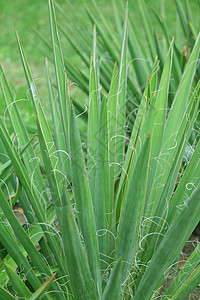 特写绿色植物叶子宏观飞沫草地液体植物群农场水分植物阵雨图片