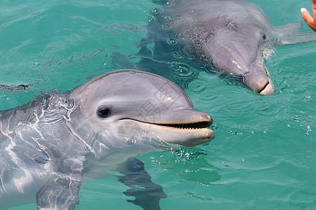海豚海洋生物游泳蓝色生活哺乳动物海洋图片