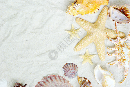 水星和贝壳天堂季节海星假期框架热带作品支撑星星海岸线图片