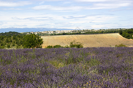 法国南部普罗旺斯地区拉凡德草地收成紫色草本草本植物天空山脉香气农场丘陵农村图片