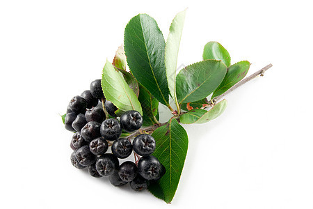 黑巧克力莓 阿罗尼亚苦莓食物叶子绿色水果白色黑色草药植物荒野图片