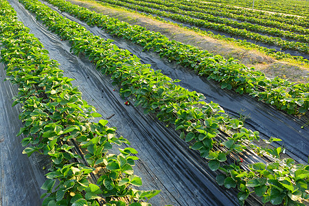 农场农田价格农村生长风景营养生产饮食红色绿色植物背景
