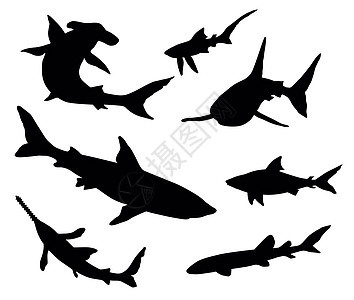 鲨鱼光影图片