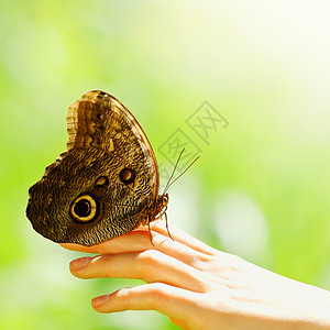 蝴蝶在一只雌性手上动物运动生态环境昆虫自由女士手指背景飞行图片