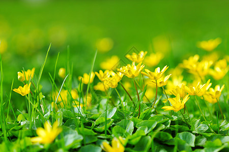 黄色春花阳光宏观叶子紫色植物植物群庆典环境季节农场图片