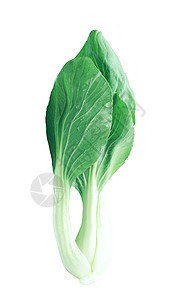 中国卷心菜白色叶子蔬菜食物生长莴苣卷曲沙拉绿色花园图片