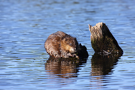 雄鼠在水中吃藻类爪子蓝色金子食物荒野毛皮野生动物沼泽游泳湿地图片