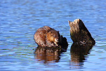 雄鼠在水中吃藻类荒野蓝色湿地爪子哺乳动物宏观眼睛游泳沼泽动物图片