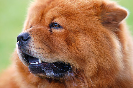 周秋狗的肖像食物棕色乐趣松狮阴影说谎犬类马具宠物舌头图片